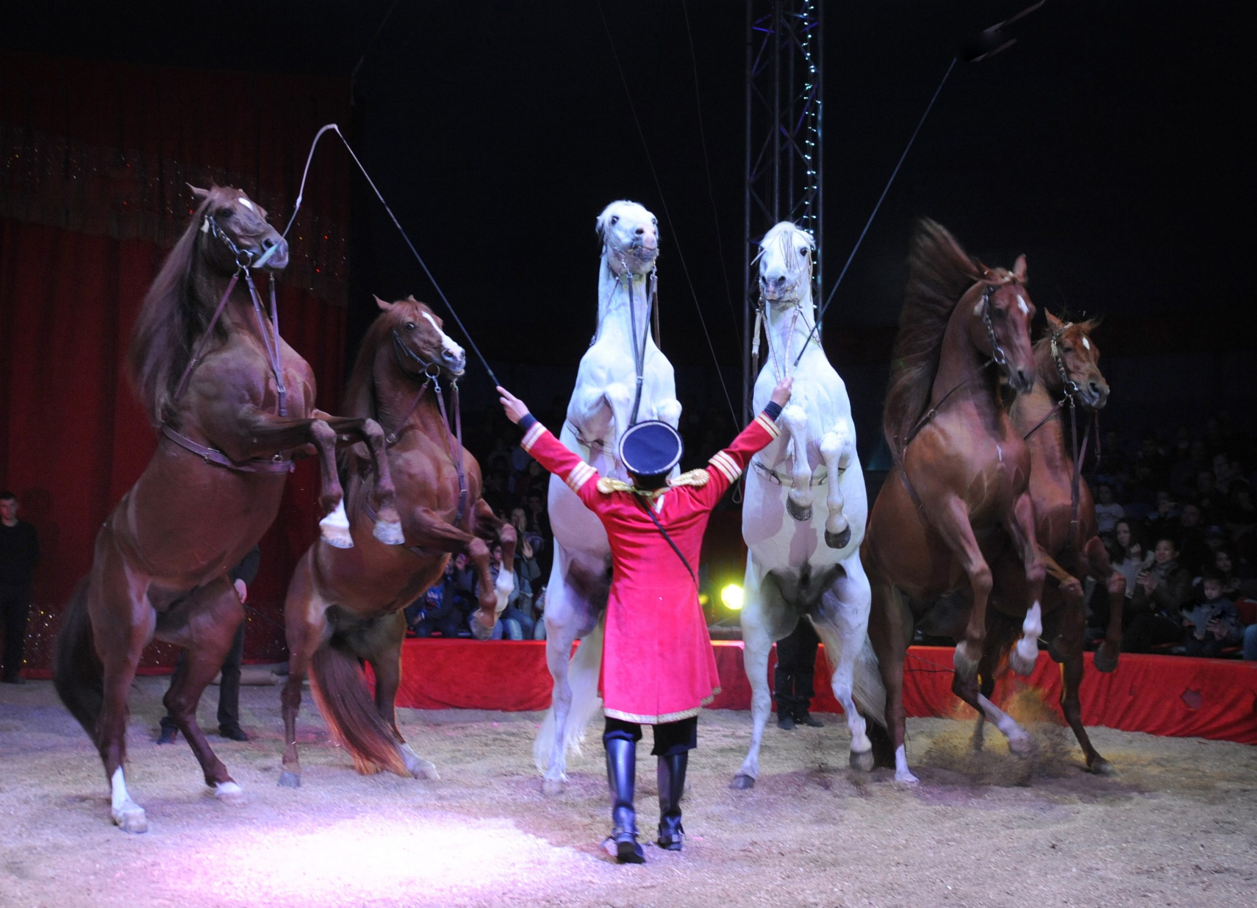Le Grand Cirque Medrano En Corse - Notre Spectacle concernant Cirque Animaux