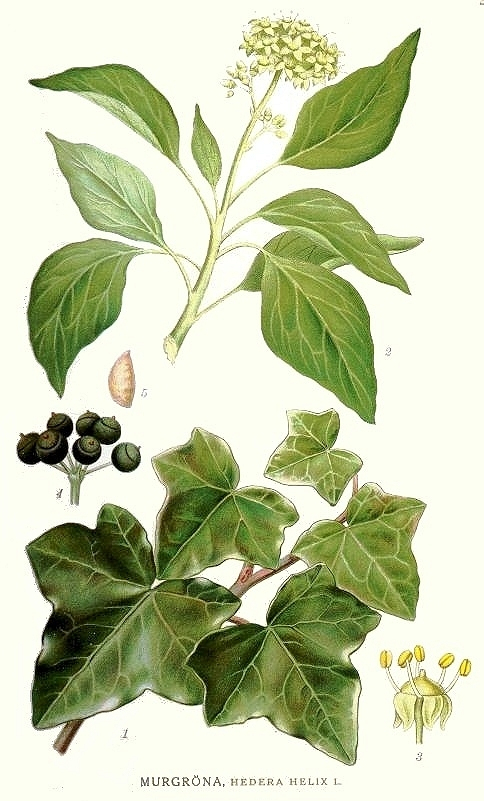 Le Lierre Grimpant (Hedera Helix) tout Lierre Dessin 