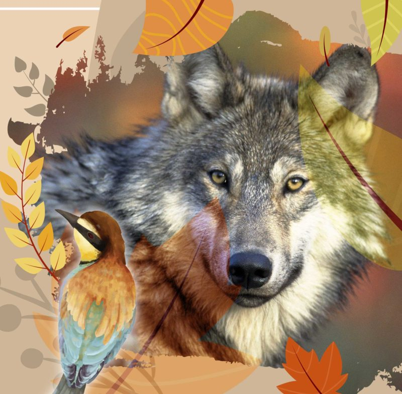 Le Loup &amp;amp; L&amp;#039;Oiseau - 26 Et 27 Septembre 2020  Les Loups destiné Loup En Ligne 
