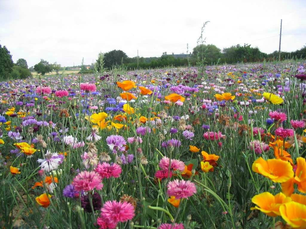 Le Printemps Est Enfin Là !..Hymne À La Nature avec La Nature En Printemps 