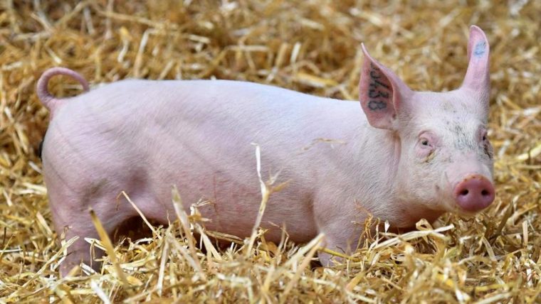 Led Sur Le Nez De Cochon – Page 2 serapportantà Pourquoi Les Cochons Se Roulent Dans La Boue