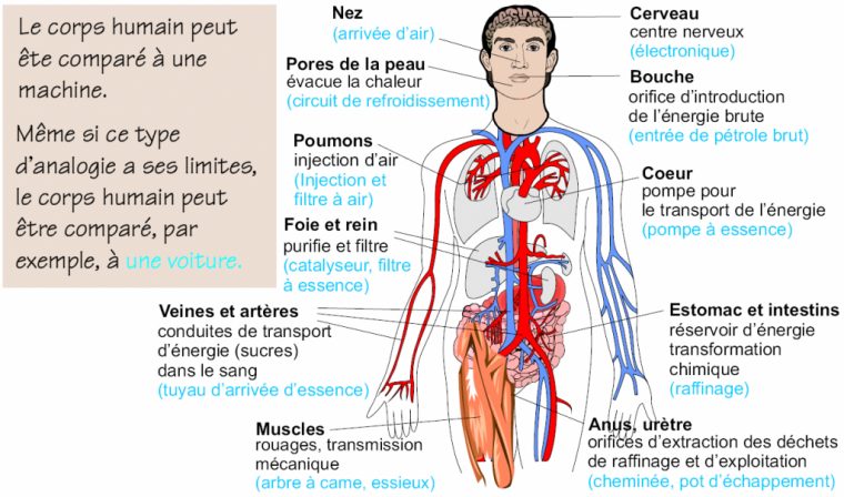 L'Énergie Du Corps Humain  Le Corps Humain dedans Dessin Organes Corps Humain