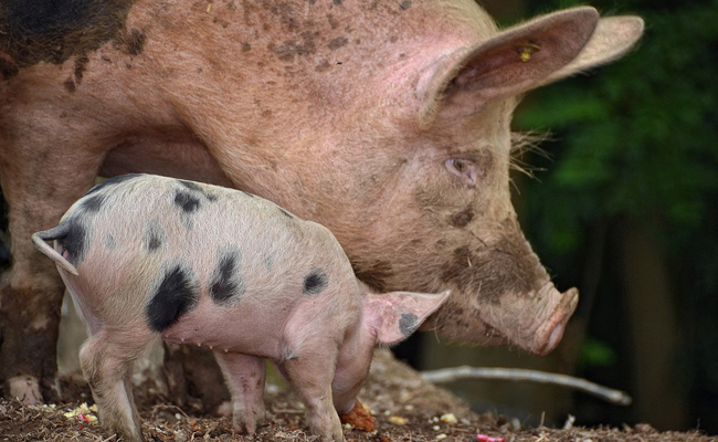 Les 10 Principaux Animaux De La Ferme intérieur Image Les Animaux De La Ferme 