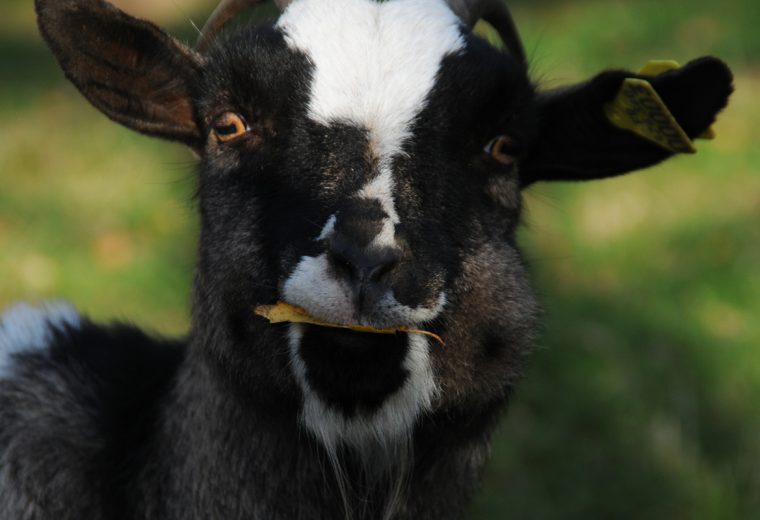 Les Animaux De La Ferme pour Image Les Animaux De La Ferme