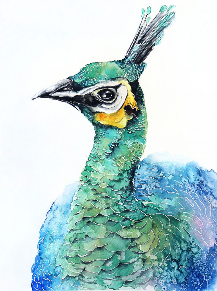 Les Aquarelles D'Oiseaux De Karolina Kijak – Dessein De Dessin tout Dessin Oiseau