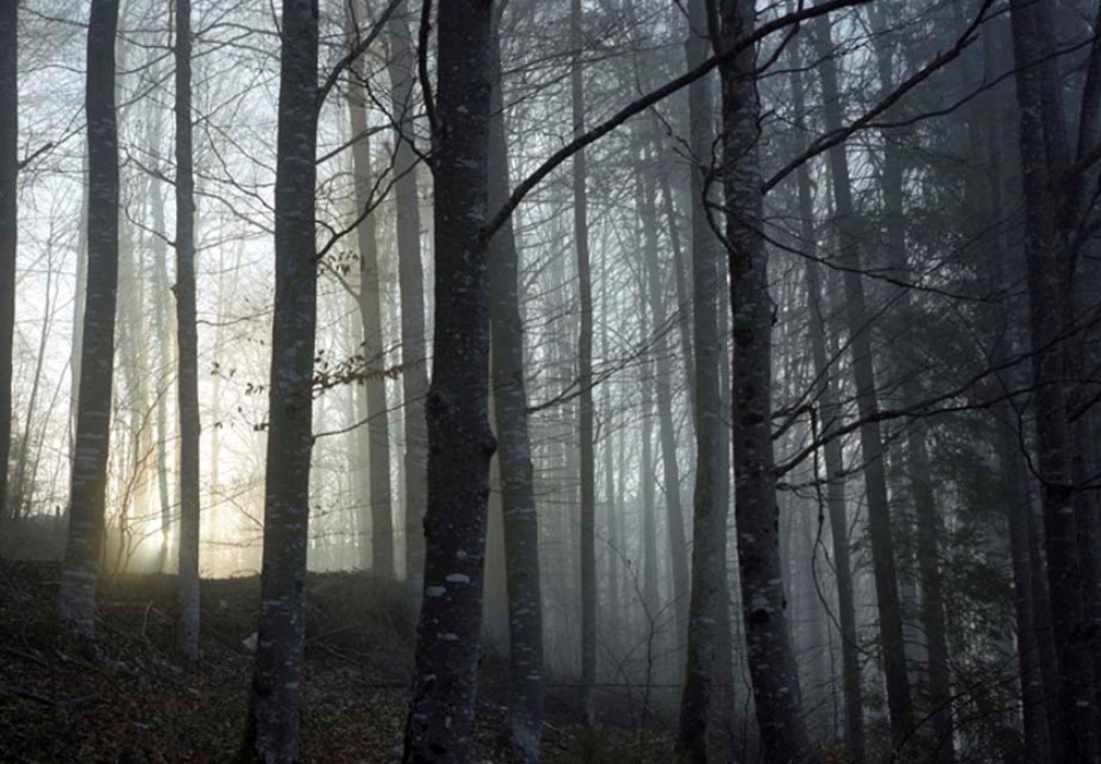 Les Arbres En Hiver - Passion Polar  Passion Polar tout Arbre En Hiver 