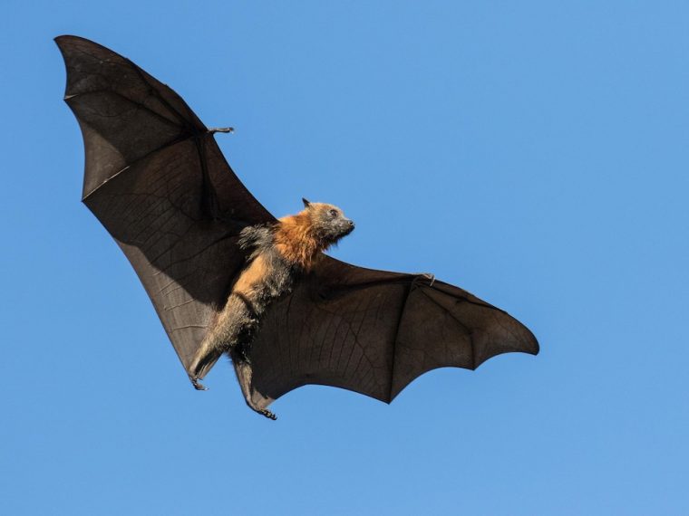 Les Chauves-Souris Géantes D'Australie Sont De Véritables encequiconcerne Chauve Sourie Vampire