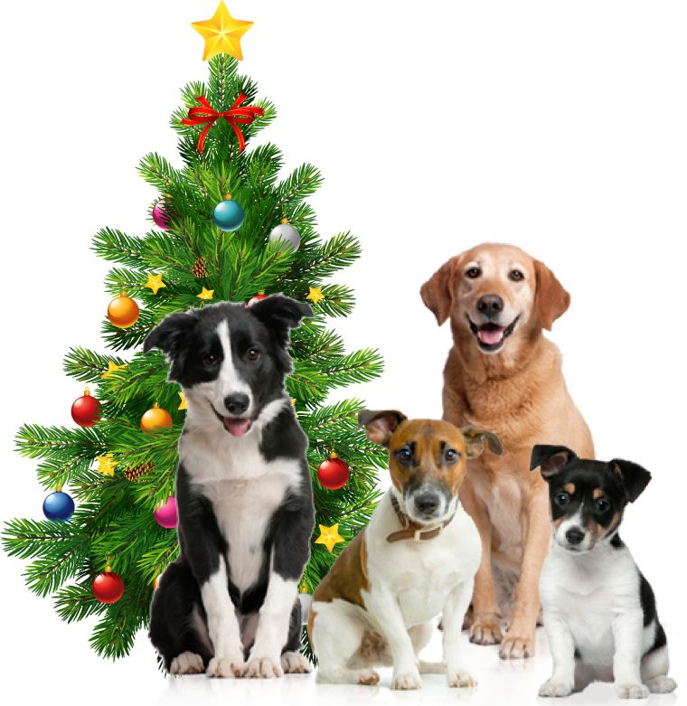 Les Chiens, Les Chats Le Sapin De Noël Et Les Plantes avec Image De Noel Animaux