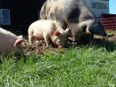 Les Cochons - .Marche-Bio-Kalt.ch serapportantà Pourquoi Les Cochons Se Roulent Dans La Boue