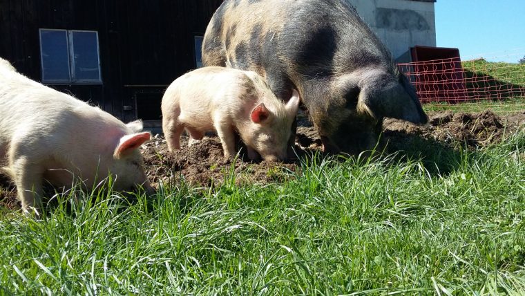 Les Cochons – .Marche-Bio-Kalt.ch serapportantà Pourquoi Les Cochons Se Roulent Dans La Boue