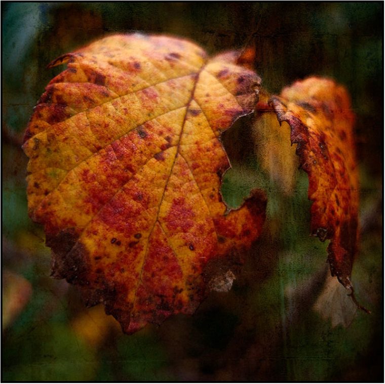 Les Feuilles Mortes – Plant & Nature Photos – Inazio'S dedans Image Feuille Morte