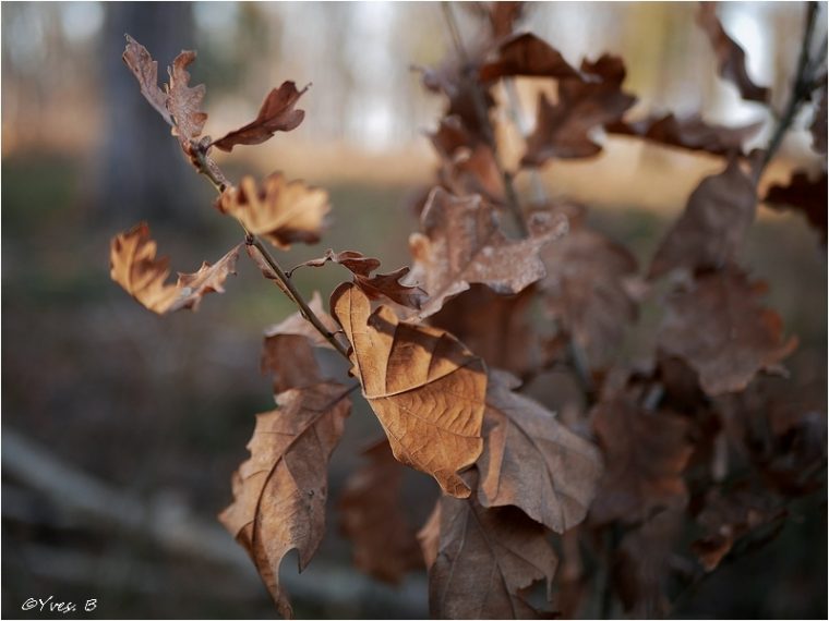 Les Feuilles Mortes – Plant & Nature Photos – Yflash Photoblog serapportantà Image Feuille Morte