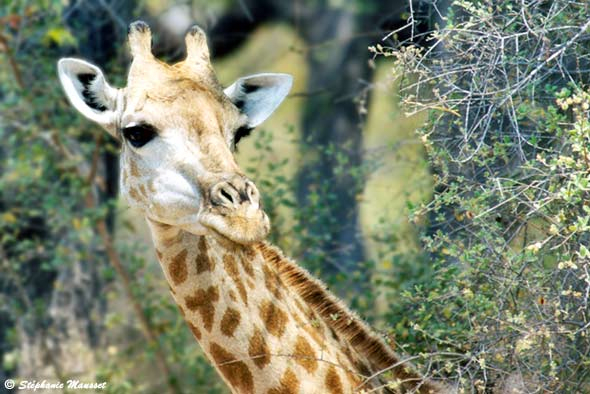Les Girafes, De Grands Mammifères!! destiné Girafe De Madagascar