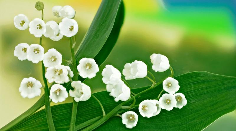 Les Origines Du Brin De Muguet Du 1Er Mai serapportantà Images Gratuites Muguet 1Er Mai 