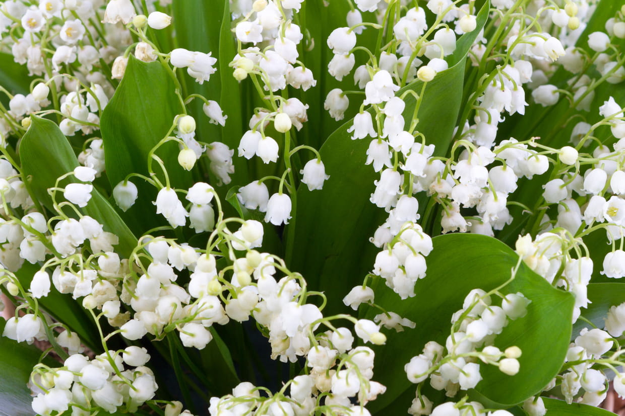 Les Plus Belles Photos De Muguet À Envoyer Pour Le 1Er Mai tout Muguet Plantation