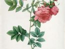 Les Roses De Redoute  Dessins Botaniques, Dessin pour Dessin Rosier