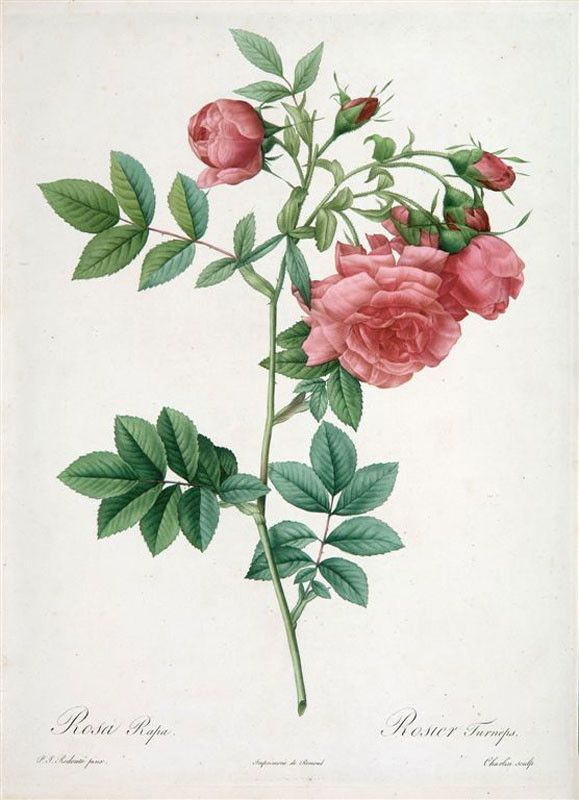 Les Roses De Redoute  Dessins Botaniques, Dessin pour Dessin Rosier 