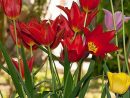 Les Tulipes : Le Guide Pour Fleurir Son Jardin - Plantes destiné Planter Les Tulipes