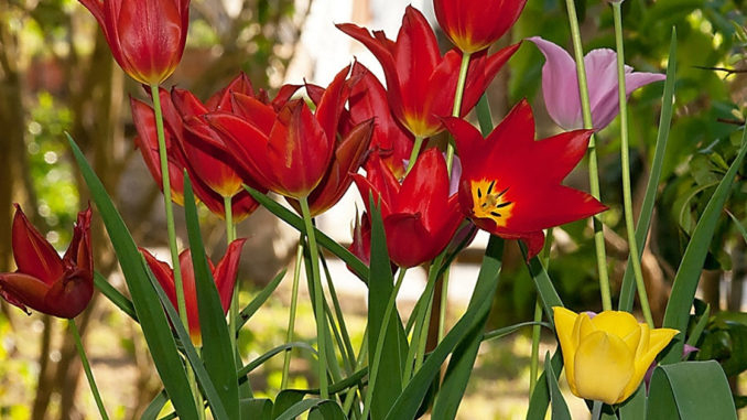 Les Tulipes : Le Guide Pour Fleurir Son Jardin - Plantes destiné Planter Les Tulipes 