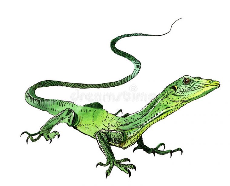 Lézard D'Aquarelle, Dessin Peint À La Main De Contour tout Dessin De Lezard