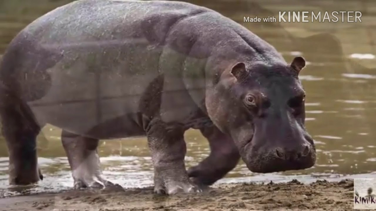 L&amp;#039;Hippopotame Qui Dit &amp;quot;Cc&amp;quot; - concernant Gros Hippopotame 