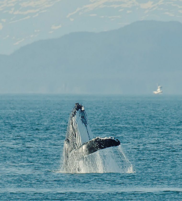 L'Insoutenable Légèreté Des Baleines serapportantà Cri Baleine