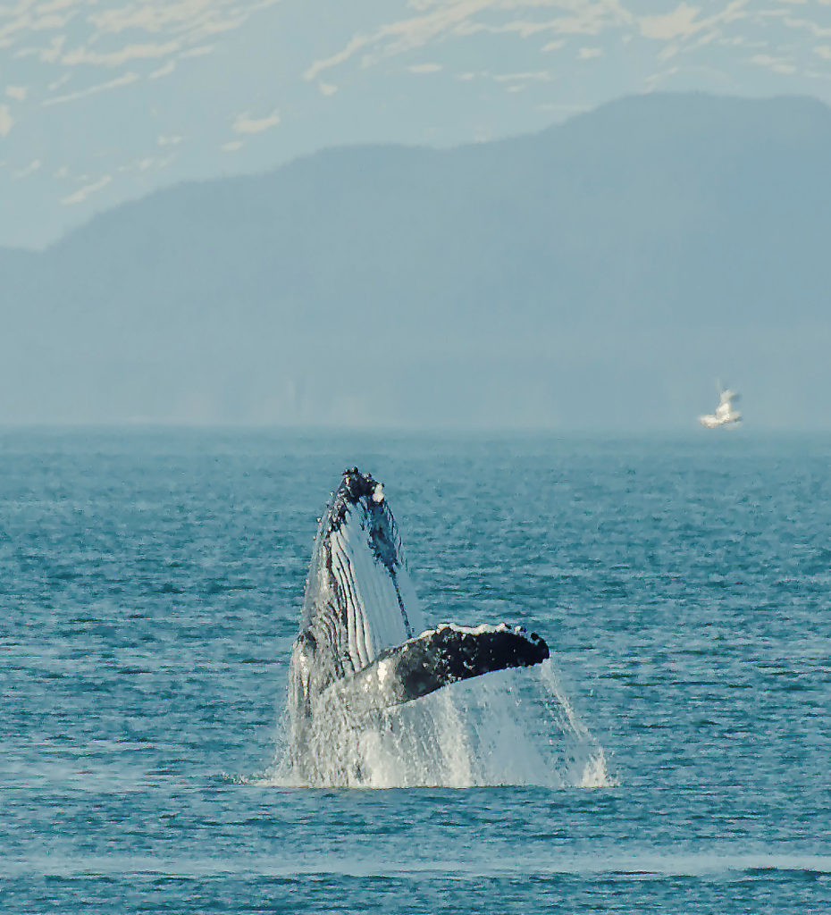 L'Insoutenable Légèreté Des Baleines serapportantà Cri Baleine