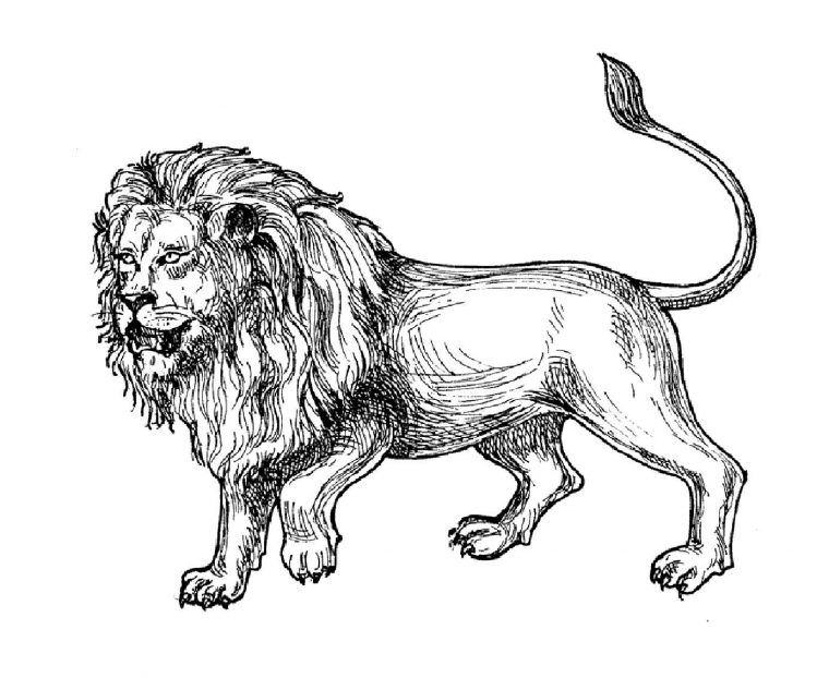 Lion Afrique – Lions – Coloriages Difficiles Pour Adultes intérieur Animaux D Afrique Coloriage