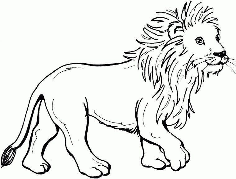 Lion Coloring Pages – Kidsuki avec Lion Dessin