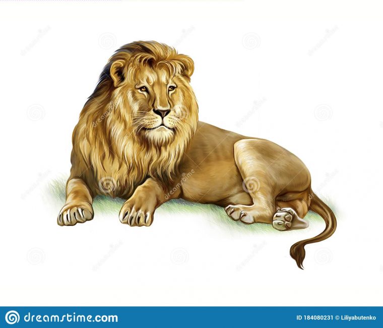 Lion Panthera Leo, Realistic Drawing Stock Illustration avec Dessins Lion