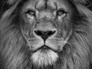 Lion Portrait By Wolf Ademeit On 500Px  Lion Head Tattoos concernant Lion Dessin