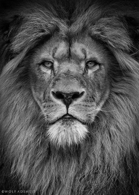 Lion Portrait By Wolf Ademeit On 500Px  Lion Head Tattoos concernant Lion Dessin 