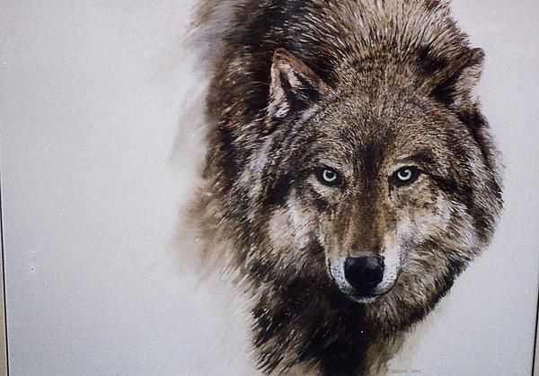 Lone Wolf By Breen Bergstrome  Wolf Painting, Wolf, Wolf Dog avec Dessin De Loup 