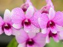 L'Orchidée Dendrobium - Plus De Fleurs serapportantà Fleurs Orchidée