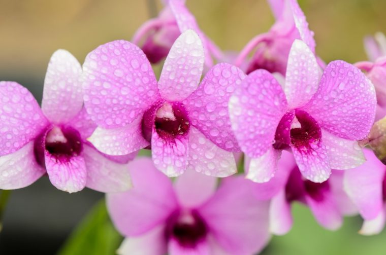 L'Orchidée Dendrobium – Plus De Fleurs serapportantà Fleurs Orchidée