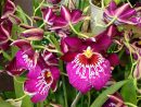 L'Orchidée Pensée Porte Bien Son Nom - Paris Côté Jardin tout Fleurs Orchidée
