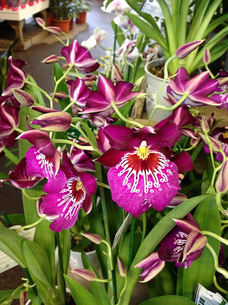 L'Orchidée Pensée Porte Bien Son Nom – Paris Côté Jardin tout Fleurs Orchidée