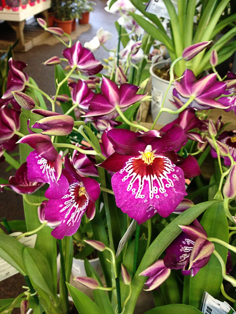 L&amp;#039;Orchidée Pensée Porte Bien Son Nom - Paris Côté Jardin tout Fleurs Orchidée 