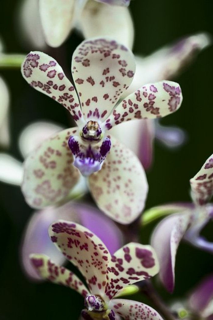 L'Orchidée Rare La Plus Bizarre Ou Quand Les Orchidées intérieur Fleurs Orchidée