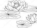Lotus, Nénuphar — Image Vectorielle Cat_Arch_Angel © #95766610 encequiconcerne Dessin Nénuphar