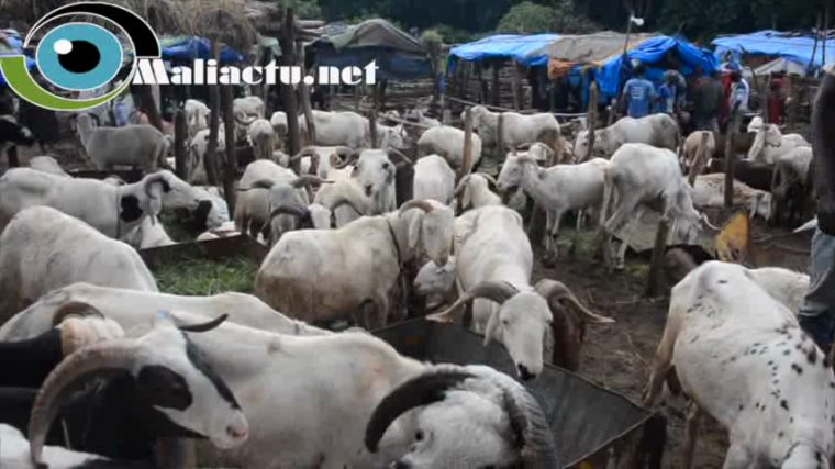 Mali : Aliment Bétail : Sos, Le Tourteau Du Coton Cultivé à Le Cri Du Mouton