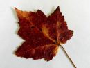 Maple Leaf (1) Free Stock Photo - Public Domain Pictures dedans Image Feuille Morte