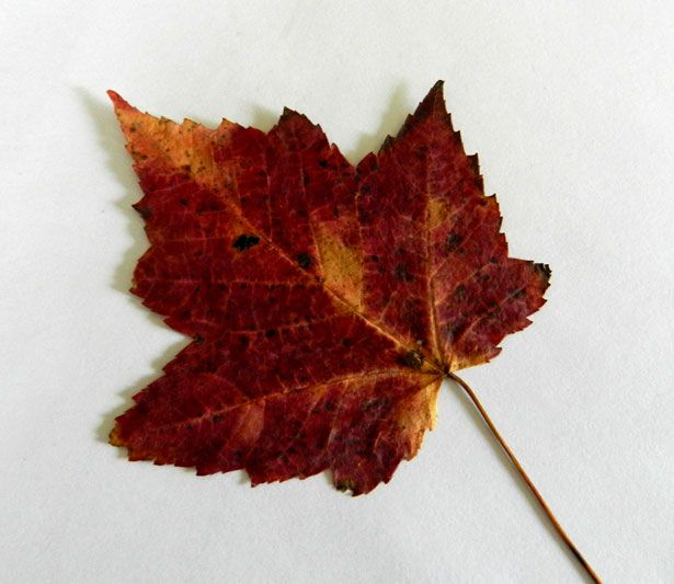 Maple Leaf (1) Free Stock Photo - Public Domain Pictures dedans Image Feuille Morte 