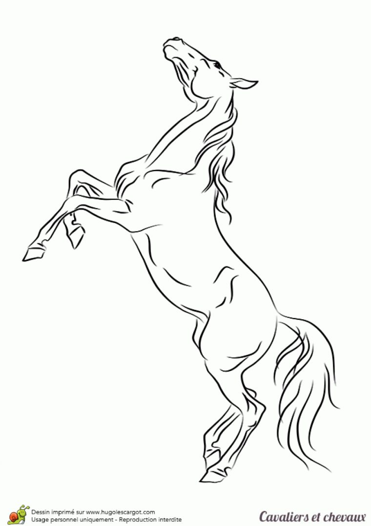 Meilleur Pour Chevaux Sauvage Dessin Cheval Realiste avec Coloriage Des Chevaux