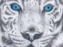 Meilleur Pour Image Tigre Blanc Dessin - Bethwyns Project serapportantà Dessin De Tigre Blanc