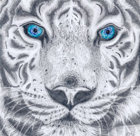 Meilleur Pour Image Tigre Blanc Dessin - Bethwyns Project serapportantà Dessin De Tigre Blanc 