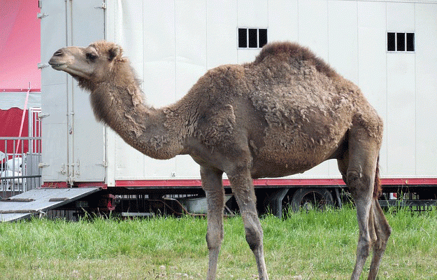 Mexique : Les Animaux Sauvages Au Cirque, C&amp;#039;Est Terminé intérieur Animaux Du Cirque 