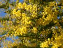 Mimosa - Acacia Dealbata - Quelle-Est-Cette-Fleur pour Fleurs Mimosa