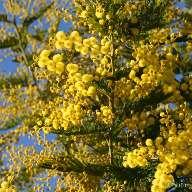 Mimosa – Acacia Dealbata – Quelle-Est-Cette-Fleur pour Fleurs Mimosa