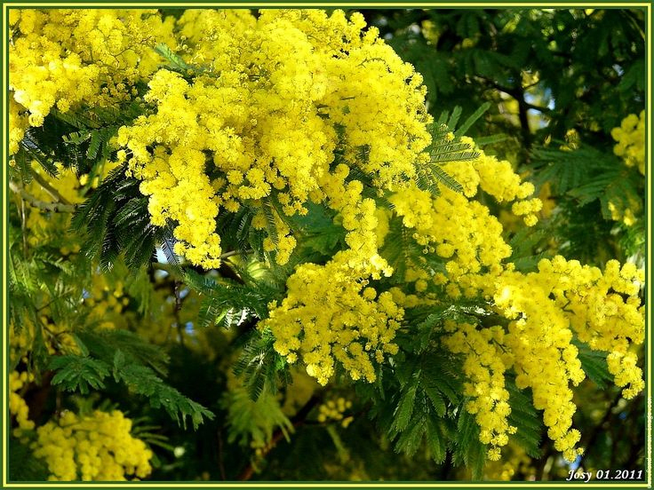 Mimosa, Acacia  Ile D&amp;#039;Oleron, Planter Des Arbres, Fête Du intérieur Fleurs Mimosa 